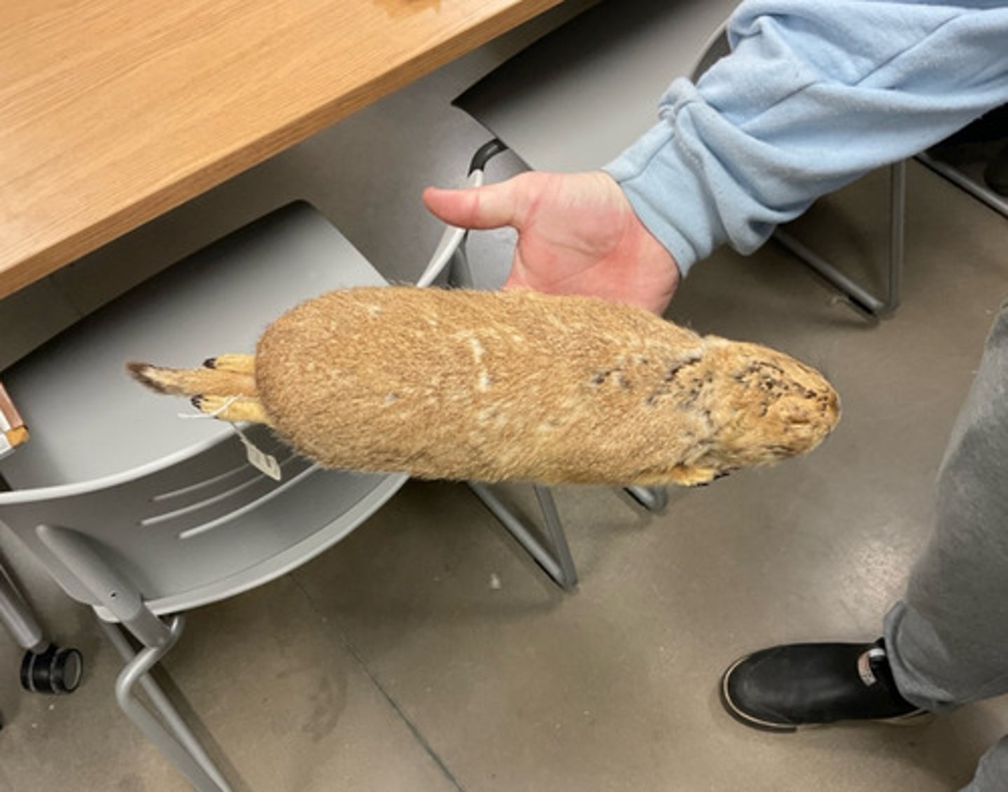 knowt flashcard image