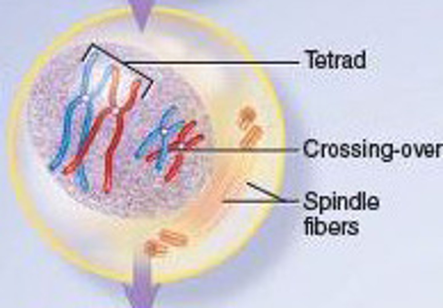 <p>Homologous chromosomes pair-up to form bivalents. Crossing over occurs where alleles switch between non-sister chromatids. Chromatin condenses to form sister chromatids (after crossing over). The centrioles move towards the poles ad start to produce spindle fibres. The nuclear membrane breaks down.</p>