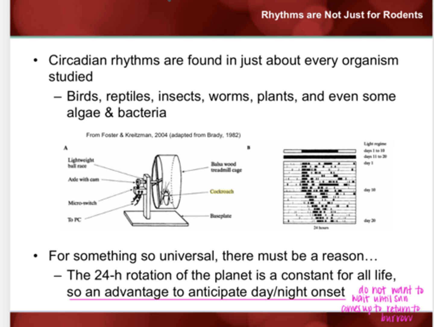 <p>What is the reason for circadian rhythm?</p>