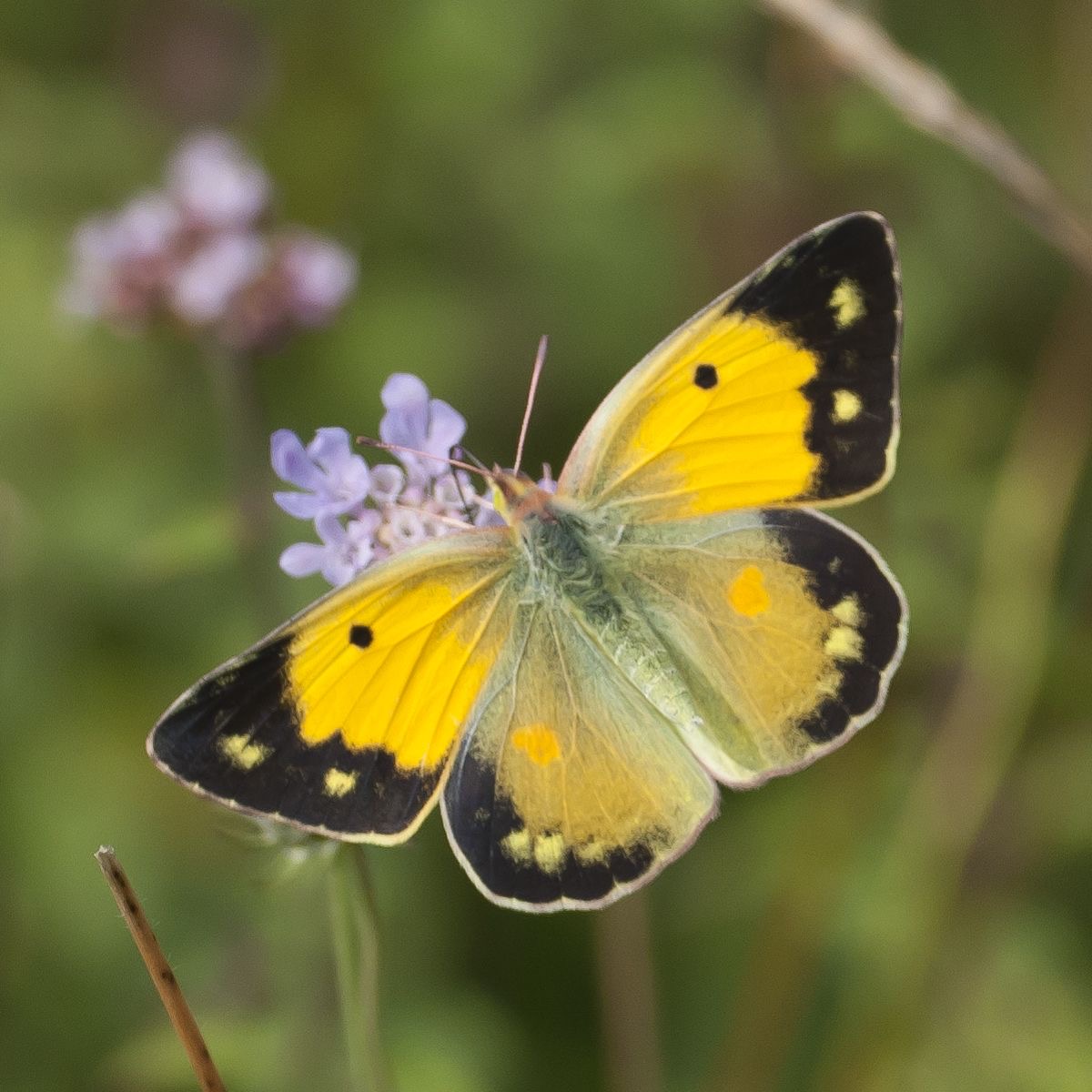 <p>Yellow butterfly</p>