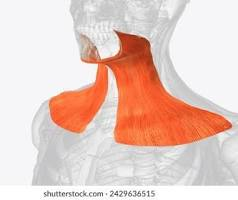 <p>broad, thin muscle from neck to shoulder/collarbone area; depresses lower lip for frowning &amp; mandible</p>