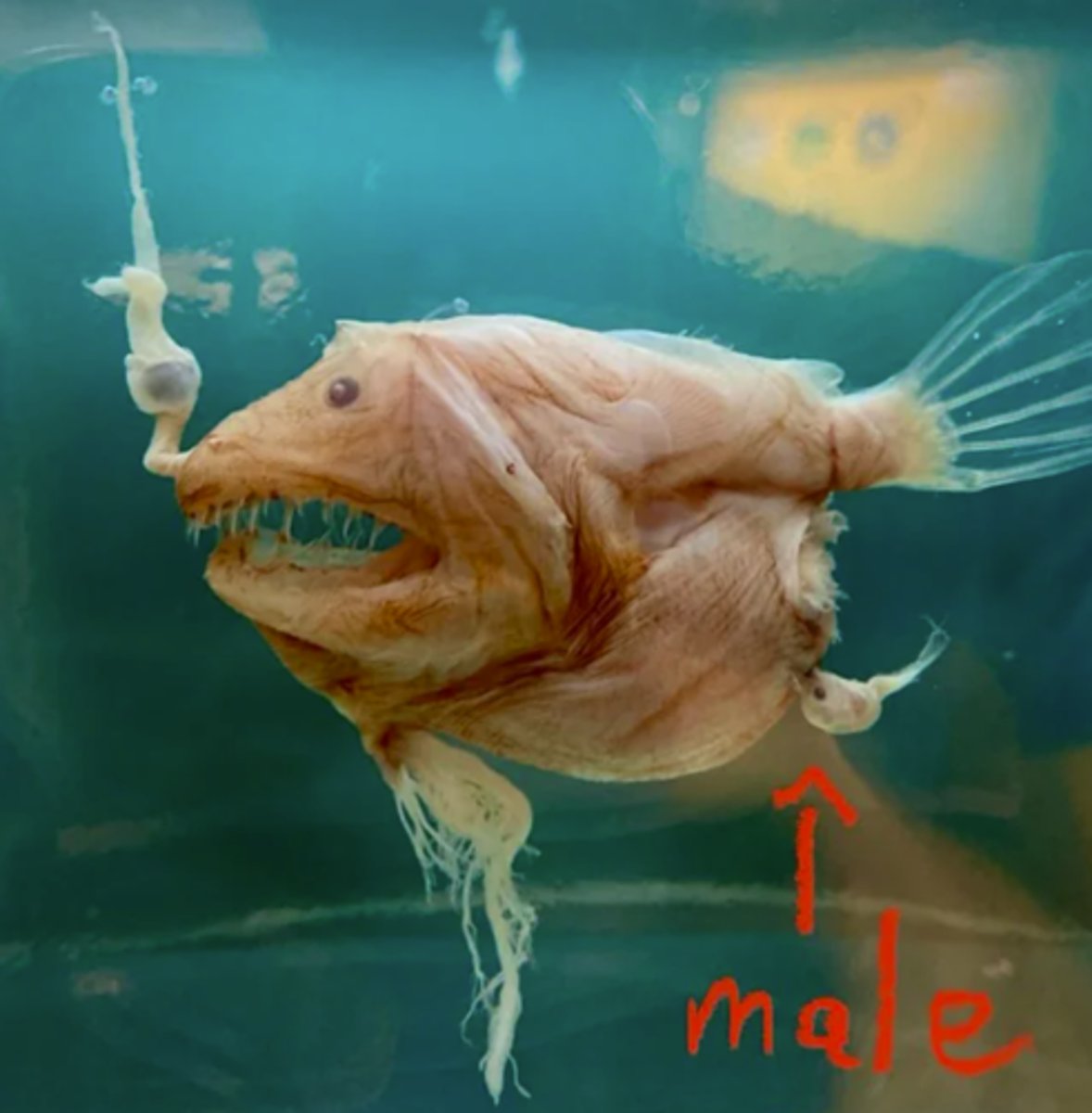 <p>high sexual dimorphism; once a male finds a female they stick to her and parasitize her because this will likely be the only female they will ever see; sometimes multiple males will latch onto one female; when she releases eggs they fertilize them<br>The male is very small, female is a normal looking sized fish</p>
