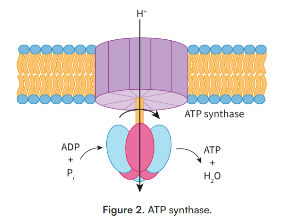 <p>a specialized protein channel called ATP synthase</p>
