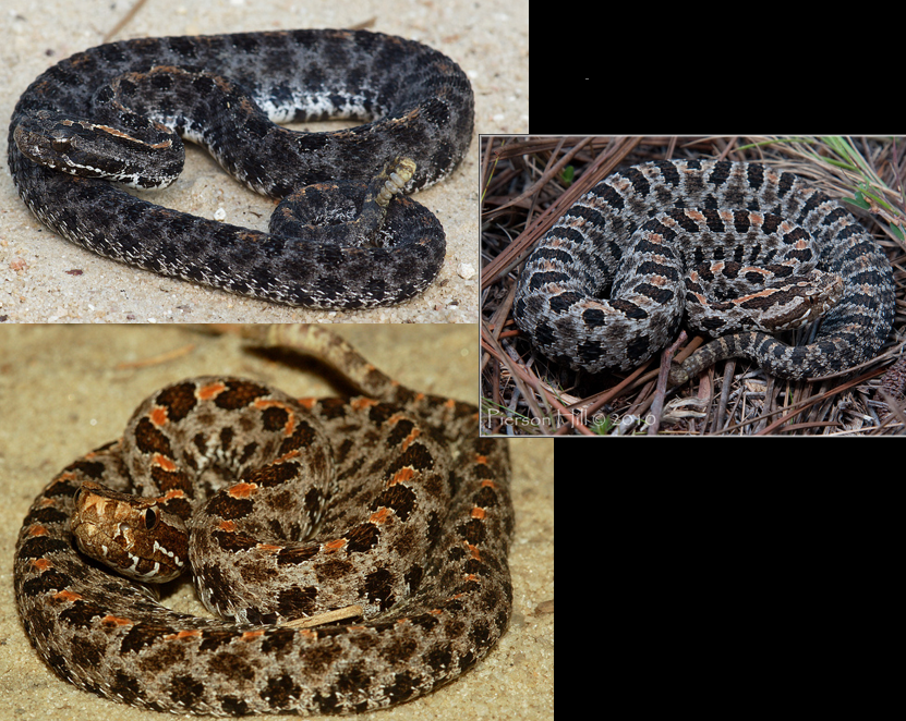 <p>dryer habitat with pines; most of GA; orangish spots between black</p>