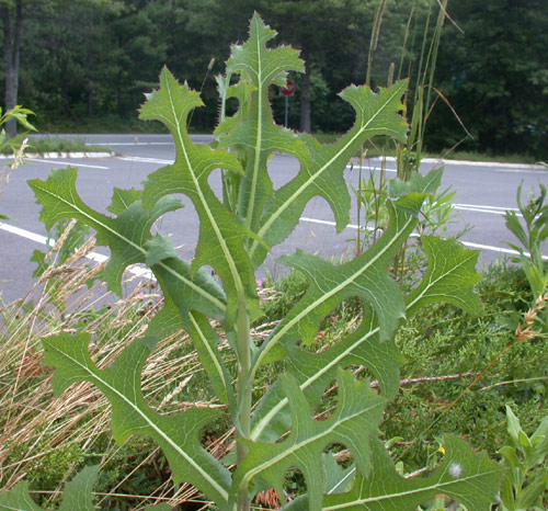<p>Lactuca Serriola</p>