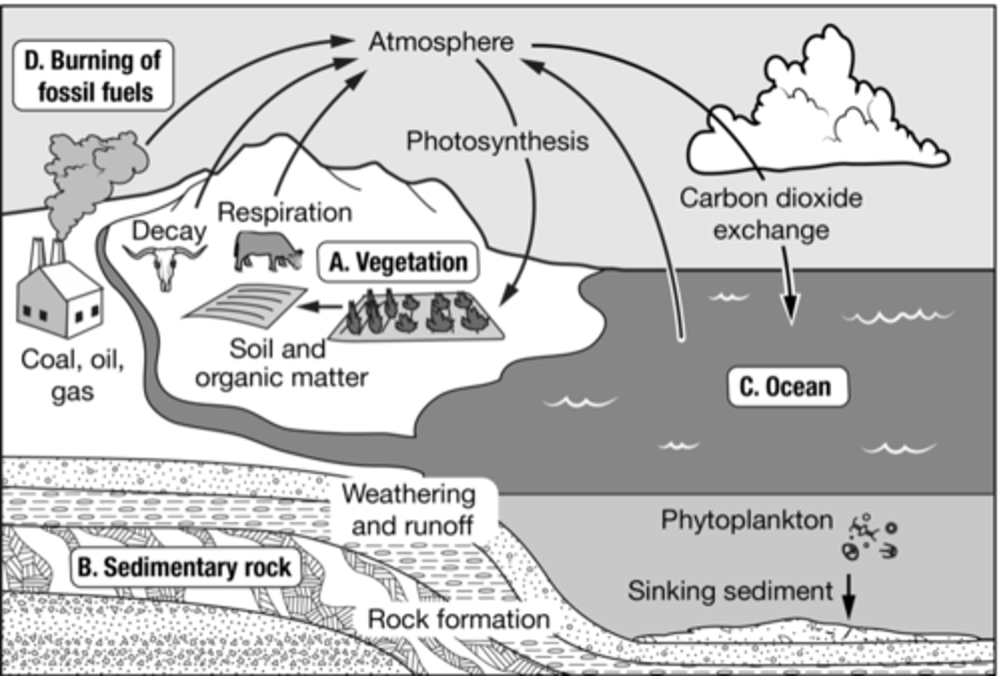 <p>A: vegetation</p>