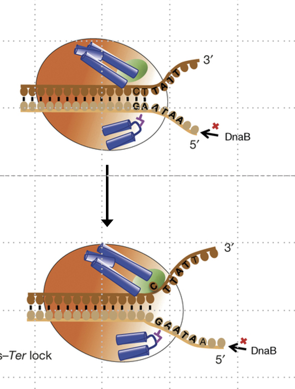 <p>Ter sites that bind Tus protein, forming the Tus-ter complex.</p>