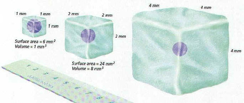 Accounts for the size limit of cells
Smaller cell= more surface area relative to volume, which leads to faster diffusion