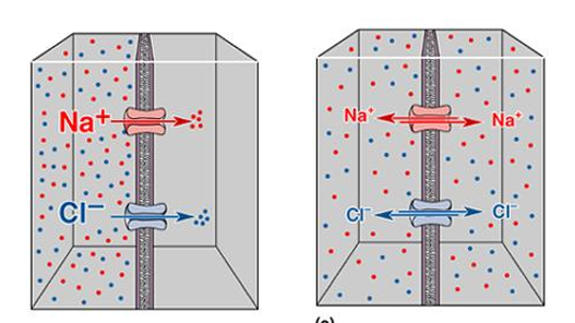 <p>The ions will move down the concentration gradient (from left to right) until equilibrium is reached. </p><p>At equilibrium, there is still a movement of ions, but no net movement of ions. Se ions are still crossing the membrane, will be balanced.</p><p></p>