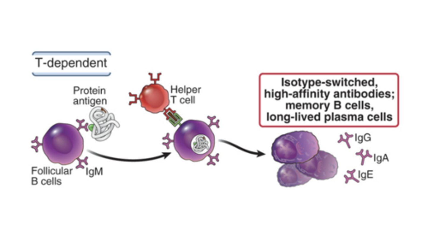 <p>- Isotype-switched, high-affinity antibodies</p><p>- Memory B cells</p><p>- Long-lived plasma cells</p>