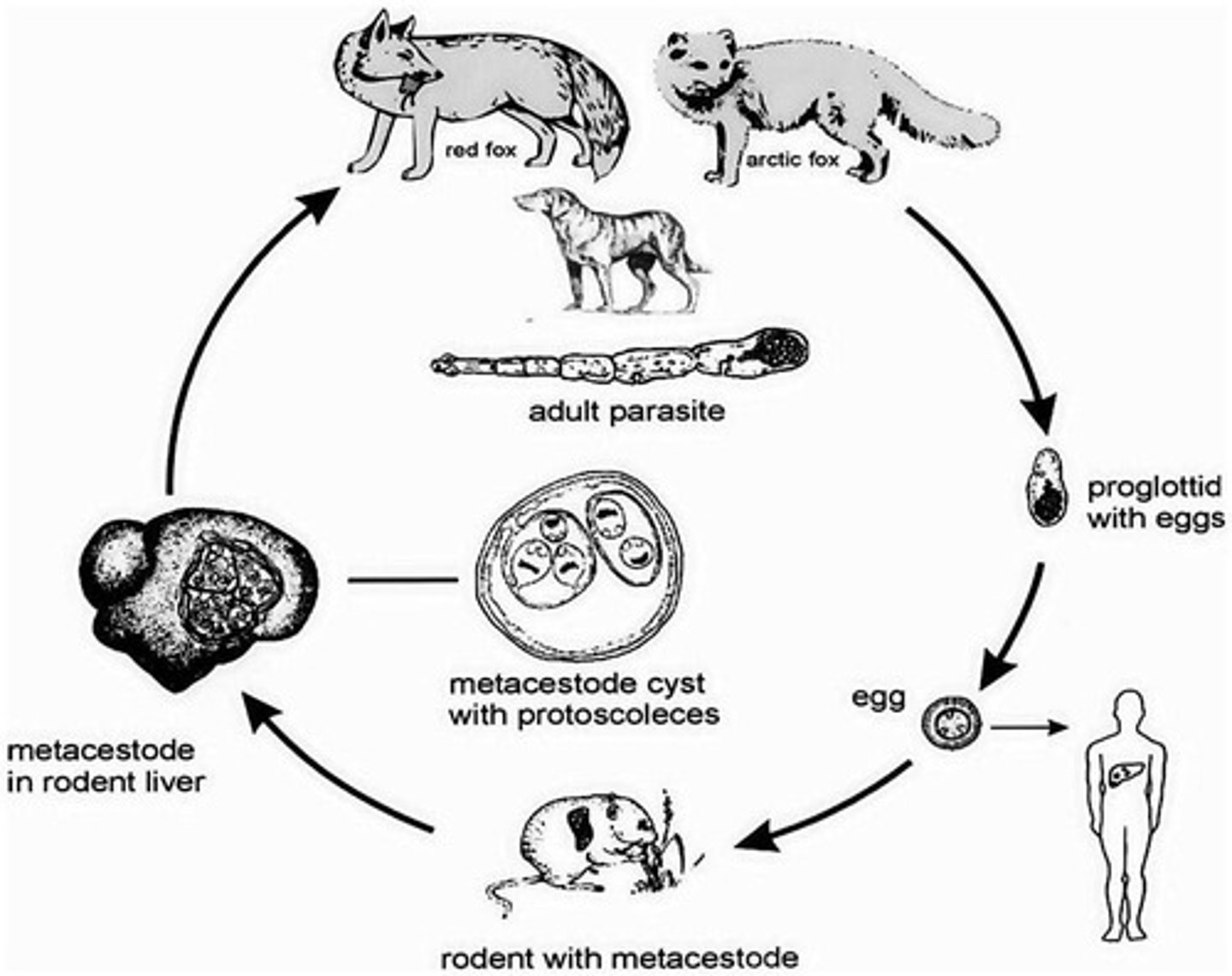 <p>The host in which the parasite reaches reproductive maturity.</p>