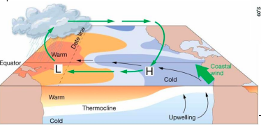 * Increased pressure difference across equatorial Pacific 
* Stronger trade winds
* Stronger upwelling in eastern Pacific
* Shallower thermocline
* Cooler than normal seawater
* Higher biological productivity