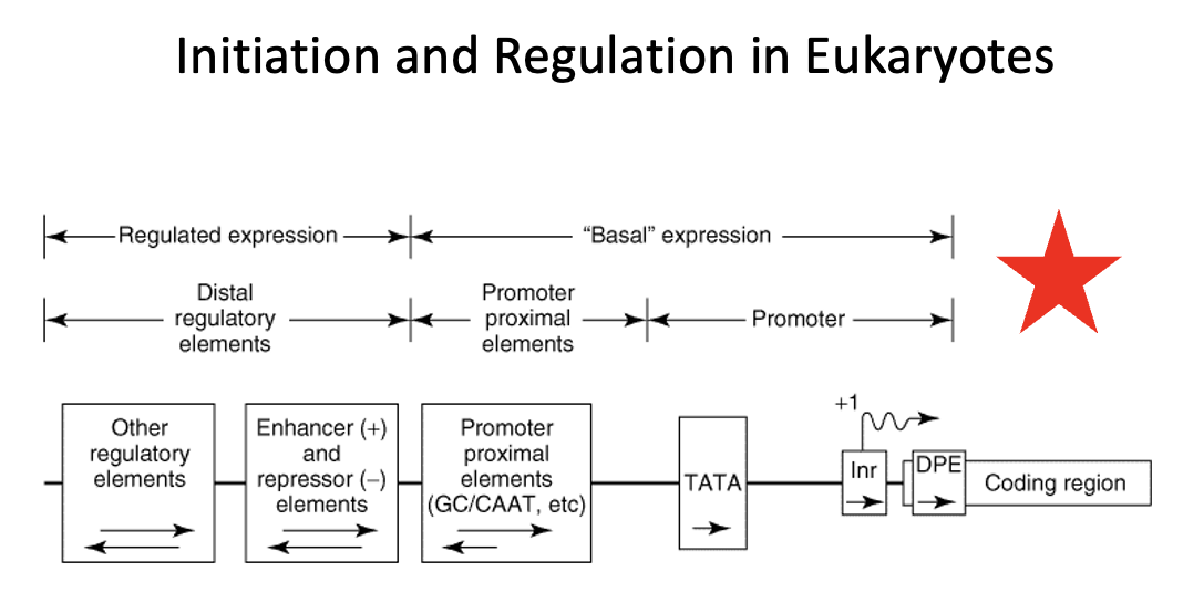 <p>Regulated expression in eukaryotes is controlled by ____ _____ ______</p>