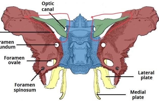 <p>Sphenoid bone</p>