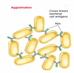 <ul><li><p>clumps many antigens together</p></li><li><p>phagocytosis occurs more effeciently</p></li></ul><p></p>