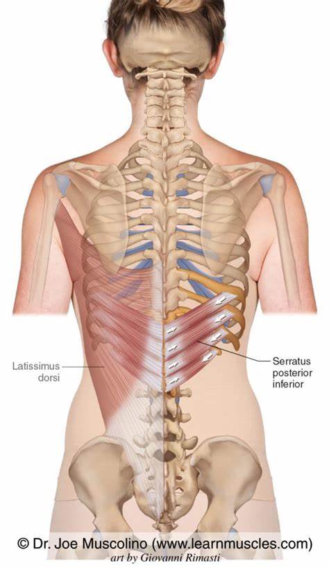 <p>Serratus Posterior Inferior (Intermediate Extrinsic Back Muscle)</p><p>Origin?</p><p>Insertion?</p><p>Action?</p><p>Innervation?</p>