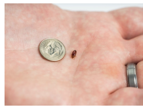 <p>Which parasites are transmitted by <strong>contact</strong> with <strong>infested</strong> <strong>surface</strong> (<em>not transmitted person-to-person) </em>and bites cause <strong>itching and loss of sleep</strong>?</p><ul><li><p><strong>bed bugs</strong></p></li></ul>