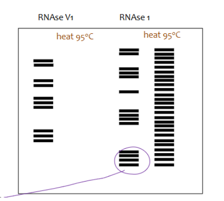 <p>there will be no bands on the gel associated with the RNA digested by ds digesting endonuclease but there will be lots of bands on the gel associated with the RNA digested by ss digesting endonuclease. This will tell nothing about the RNAs native secondary structure.</p>
