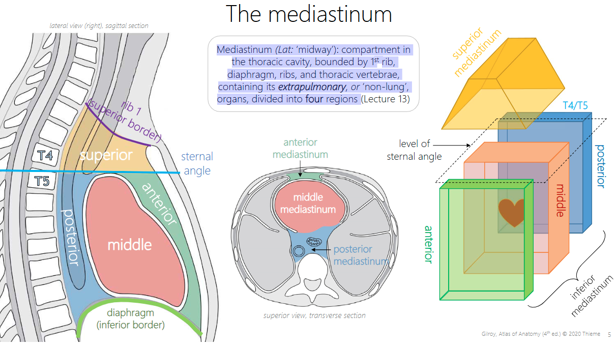 <p>Superior border: Rib 1</p><p>Inferior border: Diaphragm </p>