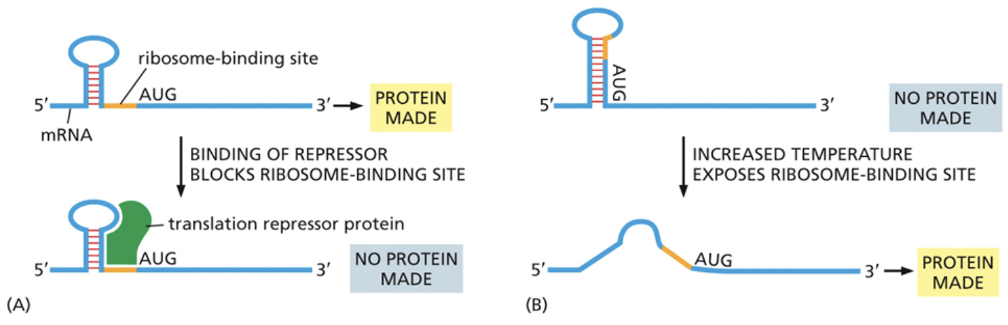 <ul><li><p><span style="background-color: transparent;"><span>The ribosome binding site can be just downstream of a secondary stem loop structure. The stem loop structure can provide a binding site for translational repressors that prevent the ribosome from binding there</span></span></p></li><li><p><span style="background-color: transparent;"><span>The ribosome binding site can also be tucked into the stem loop itself. In this confirmation, the ribosome is unable to bind. An increase in temperature can cause the stem loop to flatten and expose the binding site, allowing the ribosome to bind</span></span></p></li></ul><p></p>