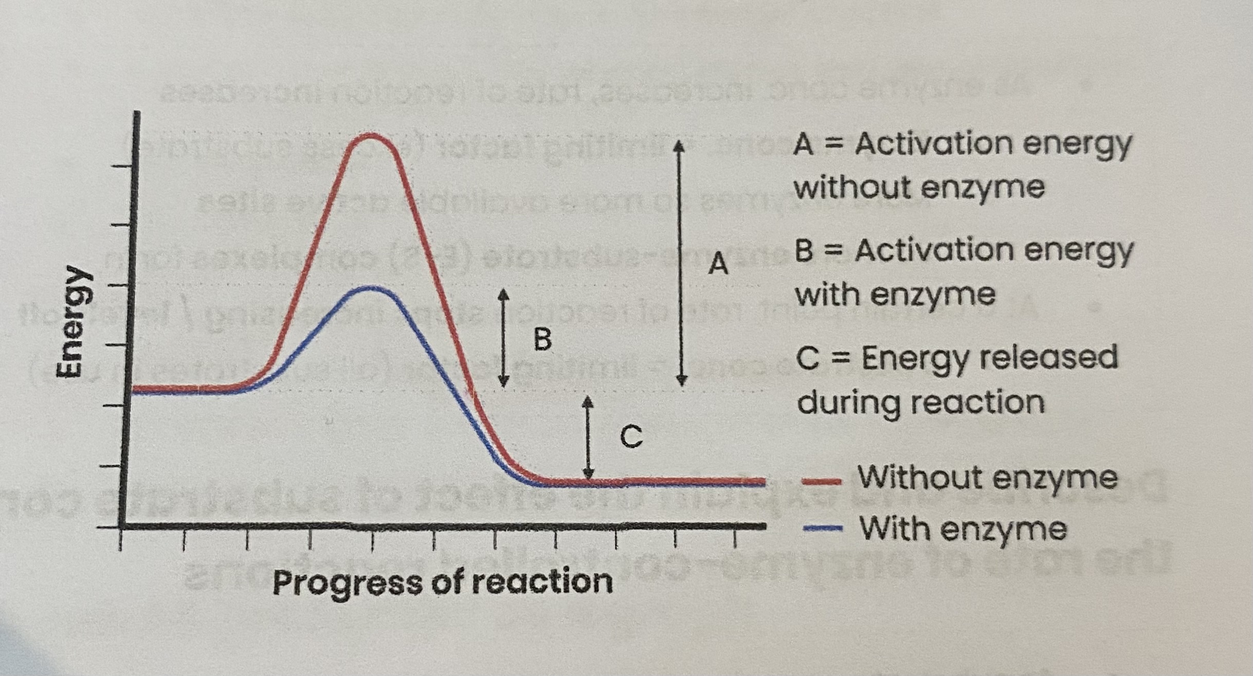 <ul><li><p>each enzyme <strong>lowers activation energy</strong> of reaction it catalyses </p></li><li><p>to <strong>speed up</strong> rate of reaction </p></li></ul><p></p><p>Enzymes catalyse a wide range of <strong>intracellular</strong> and <strong>extracellular</strong> reactions that determine structures and functions from <strong>cellular</strong> to <strong>whole-organism</strong> level </p>