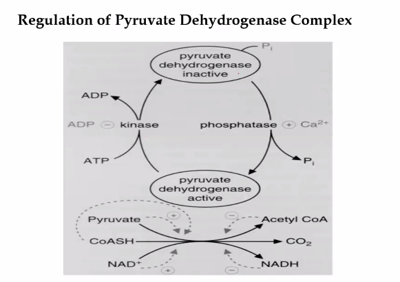 <p>regulation of pyruvate dehydrogenase complex. </p>
