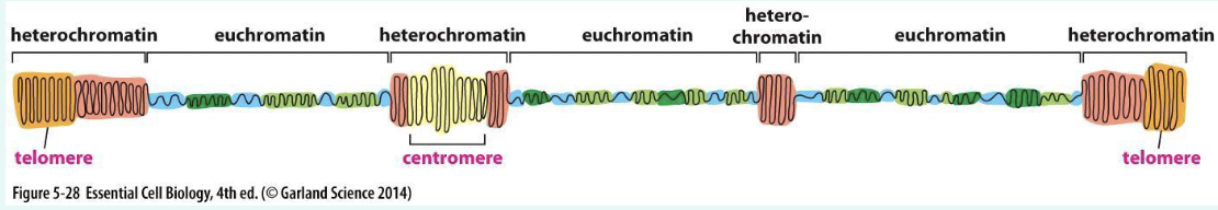 <p>a complex of DNA + proteins packages genetic material inside the nucleus of eukaryotic cells</p><p></p><p>Chromatin exists in two forms: <strong>euchromatin </strong>→ less condensed, can be transcribed, and <strong>heterochromatin </strong>→ highly condensed; typically not transcribed </p>