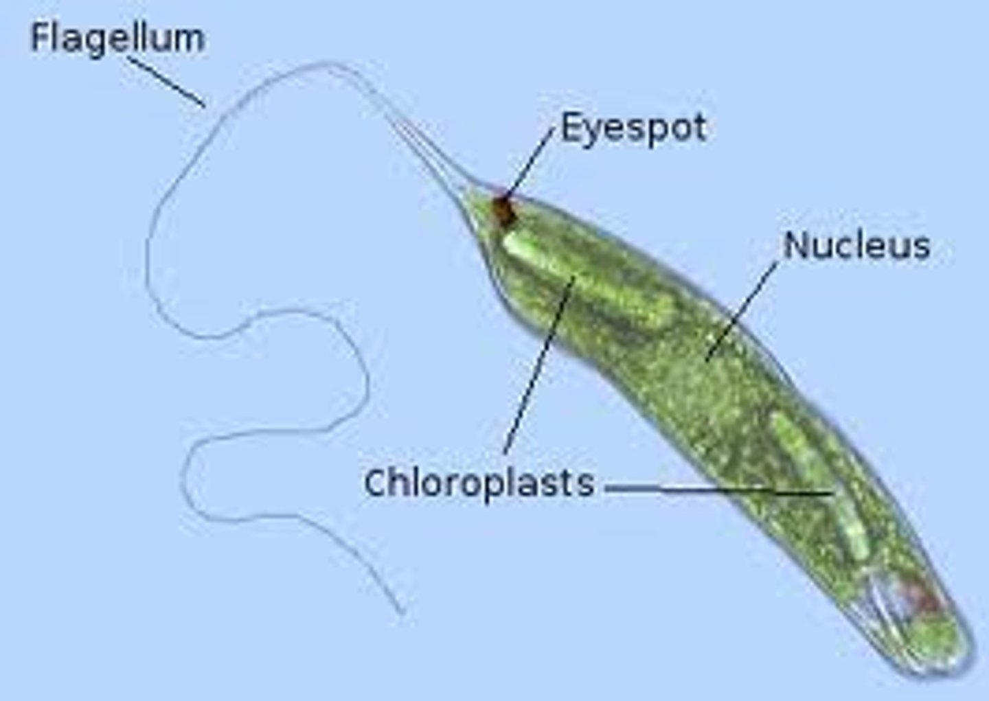 <p>(protists) detect light for optimal photosynthesis, move towards light</p>