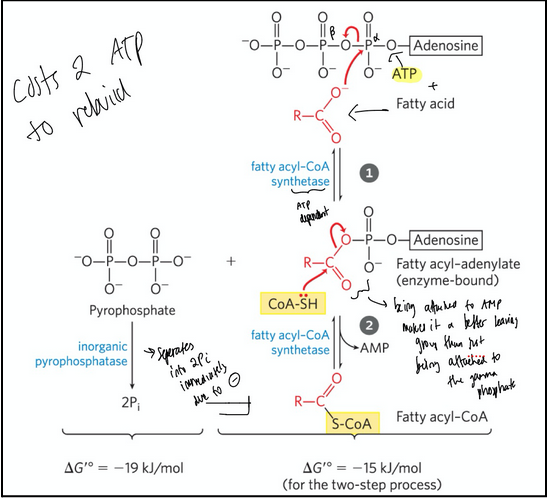 <ul><li><p><span style="background-color: transparent;">Fatty acyl-CoA = contains a thioester linkage between the fatty acid carboxyl group and the thiol group of coenzyme A</span></p><ul><li><p><span style="background-color: transparent;">High energy compound</span></p></li><li><p><span style="background-color: transparent;">Formation is made more favourable by the hydrolysis of two ATP bonds</span></p></li></ul></li><li><p>Steps: </p></li></ul><ol><li><p>A fatty acid reacts with ATP. Instead of going ATP—> ADP like in most reactions, it uses ATP —> AMP + PPi (pyrophosphate). This creates an <strong>acyl-adenylate intermediate</strong> (fatty acid carboxyl group attached to AMP’s phosphate).Enzyme = fatty acyl-CoA synthetase</p></li><li><p>Coenzyme A (CoA-SH) attacks the acyl-adenylate. This displaces AMP, forming <strong>fatty acyl-CoA.</strong> Enzyme = fatty acyl-CoA synthetase</p></li></ol><p>This reaction is strongly favorable because pyrophosphate (PPi) released in step 1 is rapidly hydrolyzed to 2 Pi by pyrophosphatase. This makes the reaction essentially irreversible. </p><p>Costs <strong>2 ATP </strong>because regenerating ATP from AMP requires 2 phosphorylations</p>
