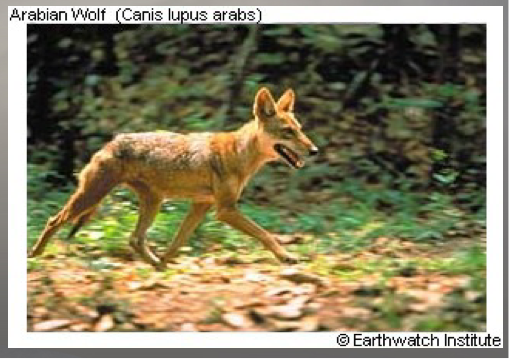 <p> What is a subspecies of the grey wolf?</p>