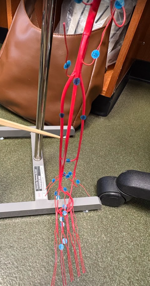 <p>Posterior tibial artery (136)</p>