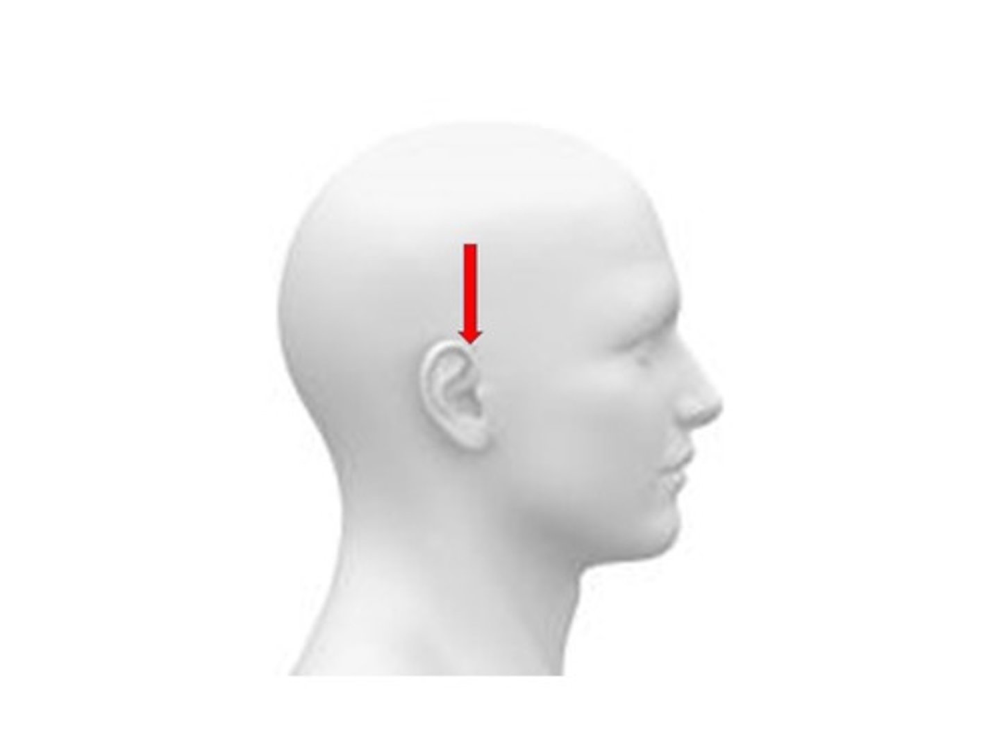 <p>top of ear attachment</p>