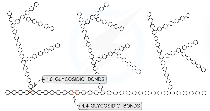 <ul><li><p>Made up of <strong>alpha</strong> glucose molecules linked by <strong>1,6 </strong>and<strong> 1,4-glycosidic</strong> bonds</p></li><li><p>Glycogen has a similar structure to amylopectin but is more branched, because it has more 1,6-bonds</p></li></ul>