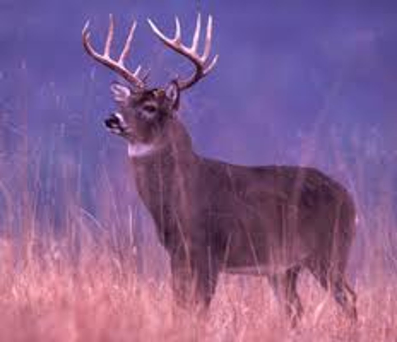 <p>deer</p>
