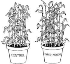 One group receives the treatment and another group does not.