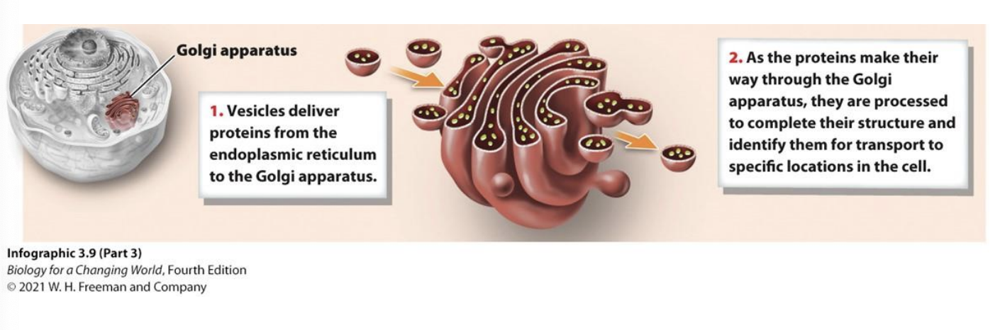 <p>A stack of membranes that modifies, sorts, and packages proteins received from the ER for transport to specific locations</p>