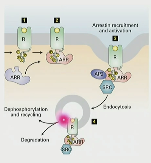 <p>longer the signal, the more phosphorylation of GPCR. phosphorylated receptor binds arrestin, and AP2 is recruited for clatherin coated endocytosis. either dephosphorylated or degraded</p>