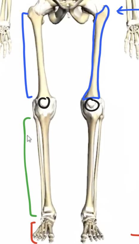 <p>kneecap</p>