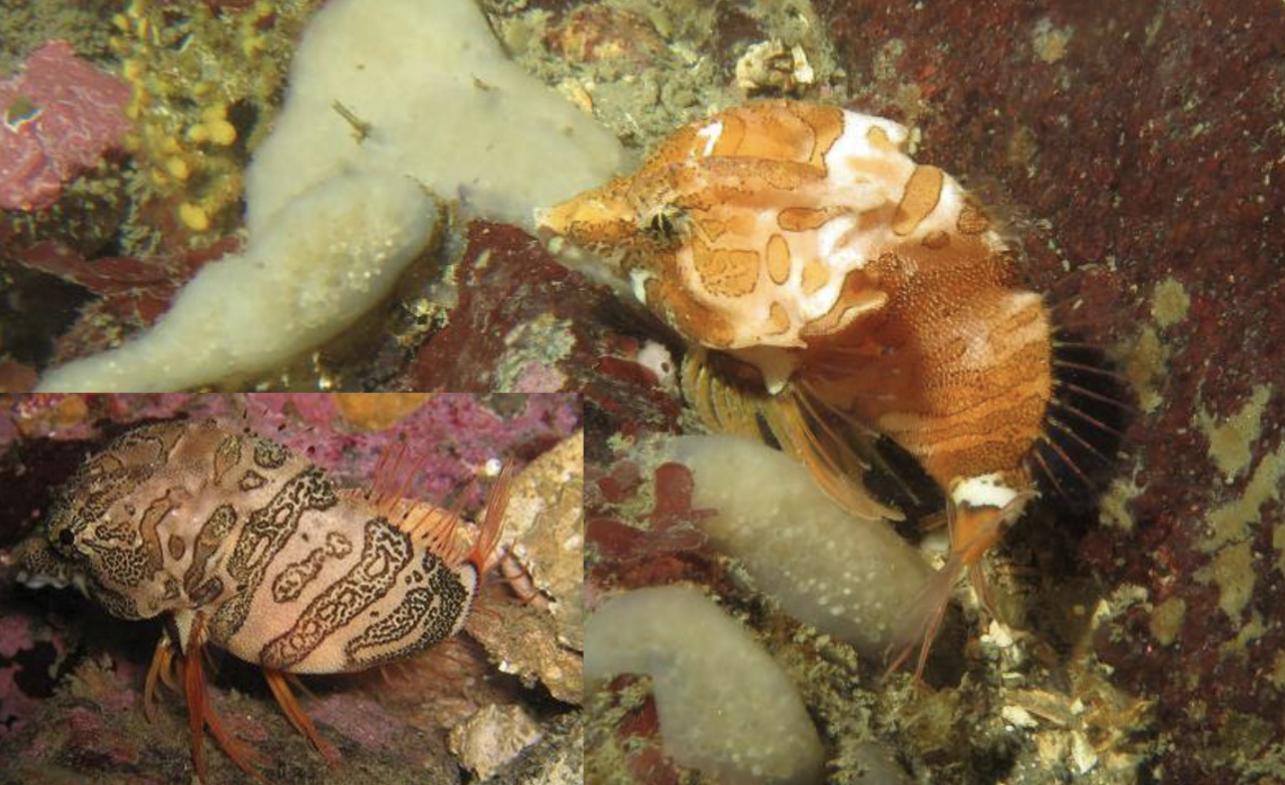 <p>Family Rhamphocottidae</p>