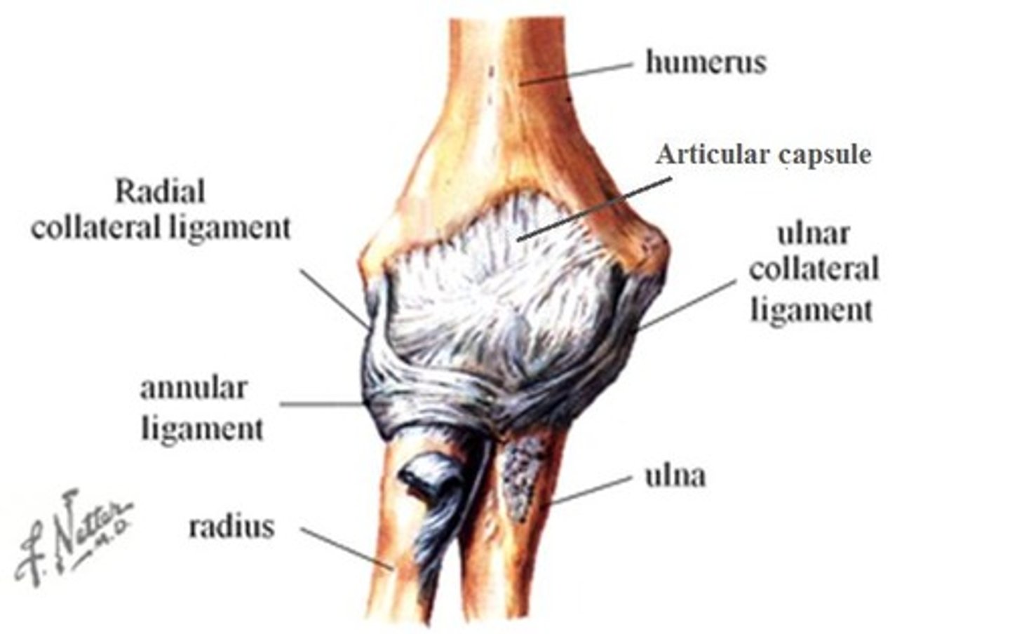 <p>Ulnar collateral ligament and Radial collateral ligament.</p>