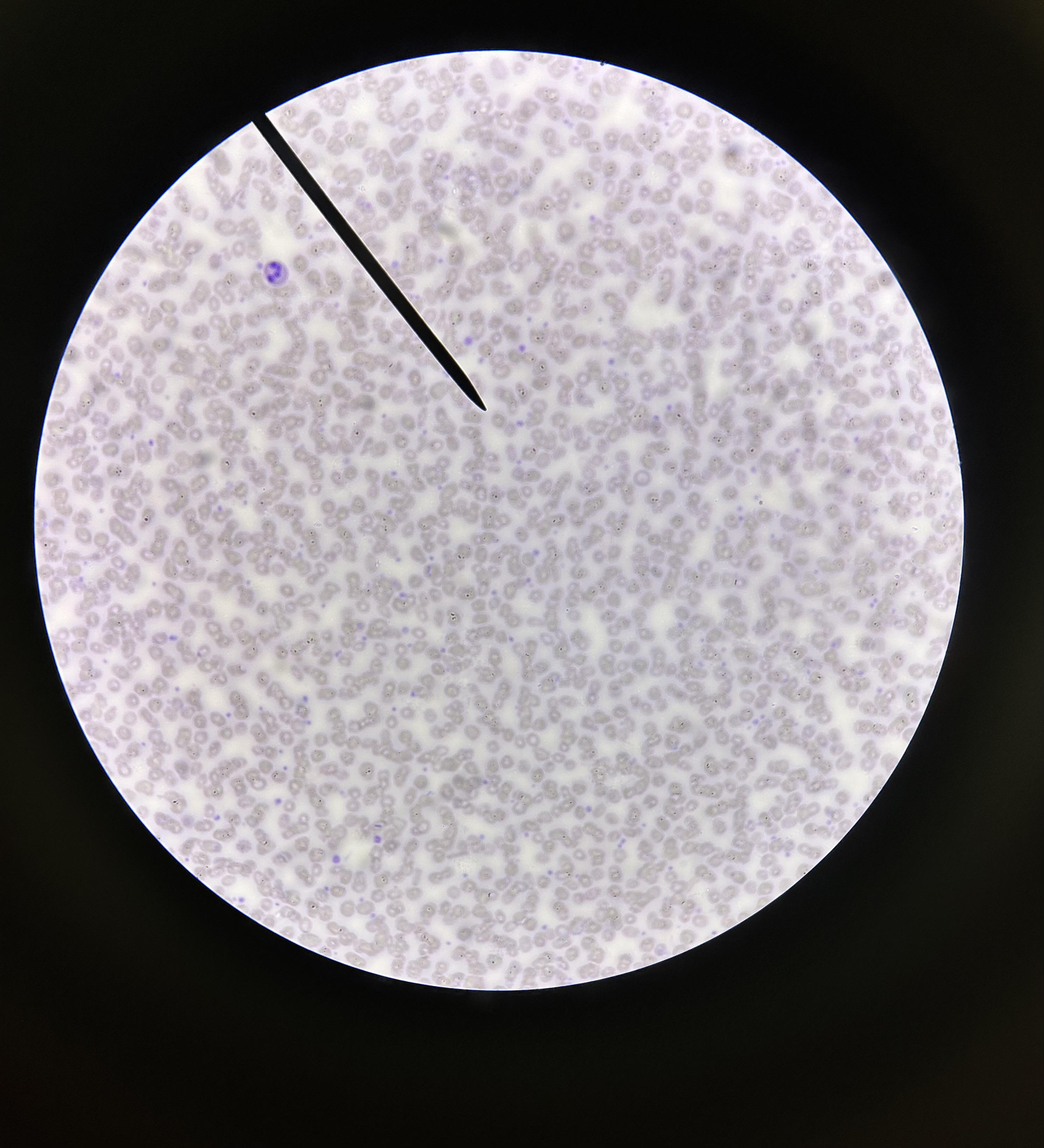<p>What is this?</p>