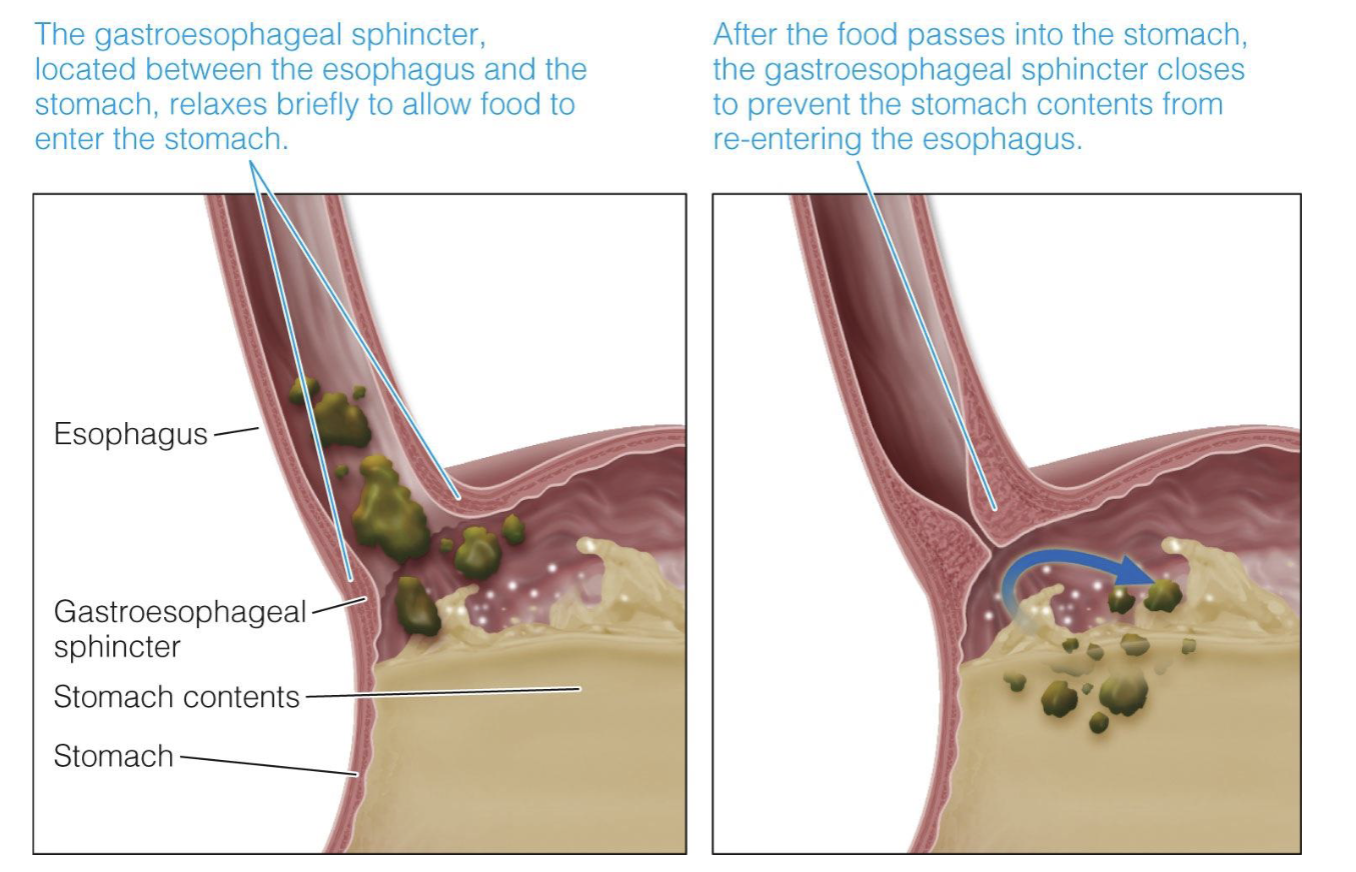 <p>regulate the flow of food</p><ul><li><p>the gastroesophageal sphincter, located between the esophagus and the stomach, relaxes briefly to allow food to enter the stomach</p></li><li><p>after the food passes into the stomach, the gastroesophageal sphincter closes to prevent the stomach contents from re-entering the esophagus</p></li></ul>