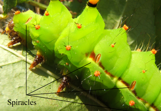 <p>spiracles</p>