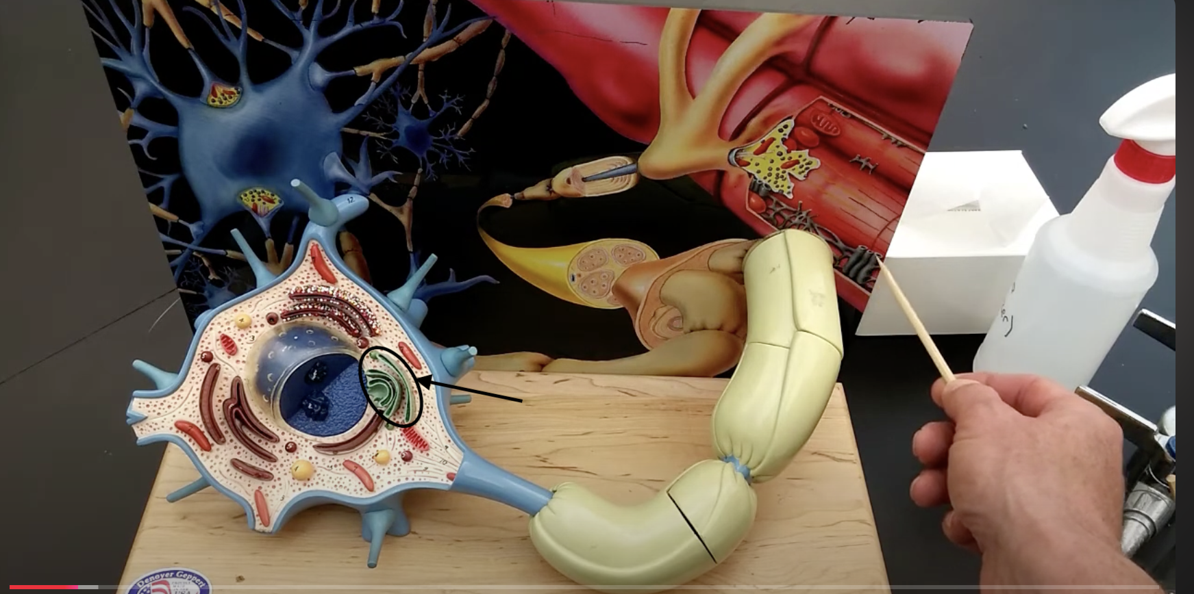 <p>What part of the neuron is this?</p>