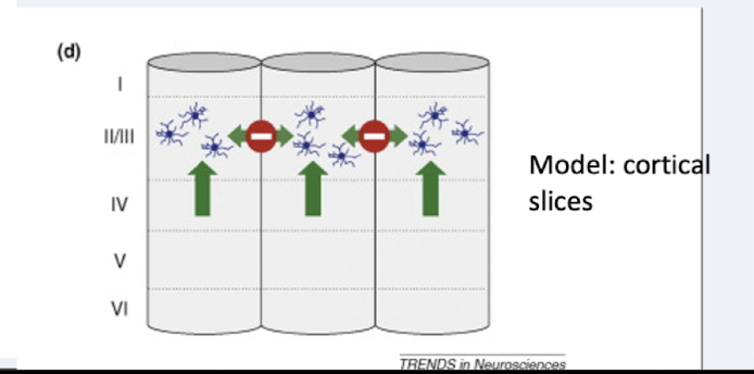<p>false; they communicate within barrels but not w astrocytes in surrounding barrels </p>