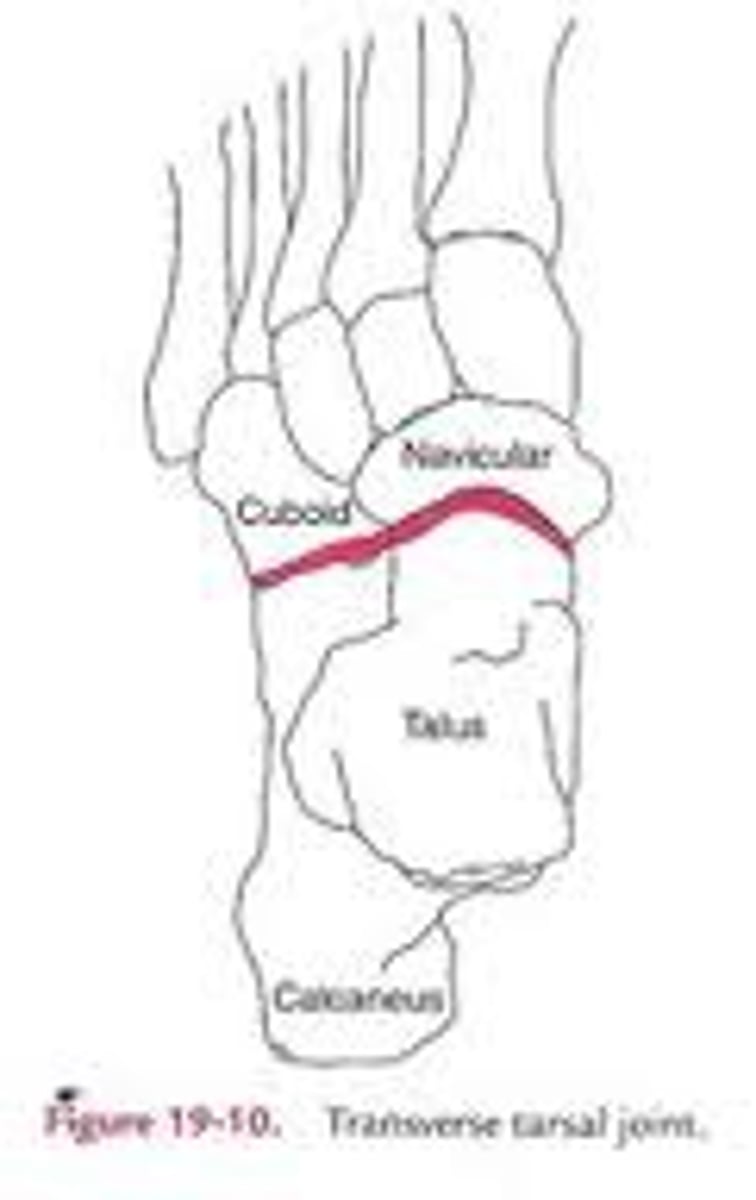 <p>talonavicular and calcaneocuboid</p><p>- inversion and eversion</p>