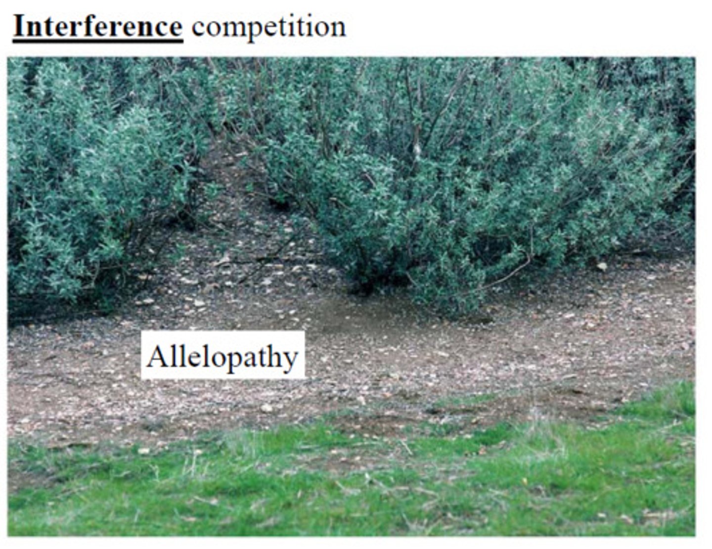 <p>allelopathy</p>