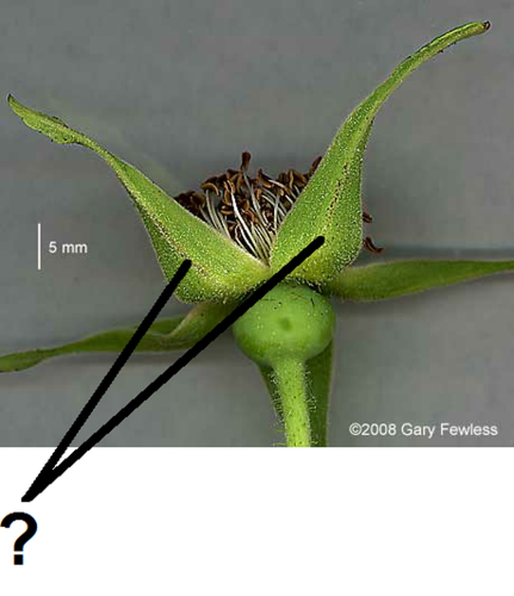<p>located at base of flower</p><p>surround and protect the bud</p>
