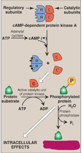 <p>Label the actions of cyclic adenosine monophosphate.</p>