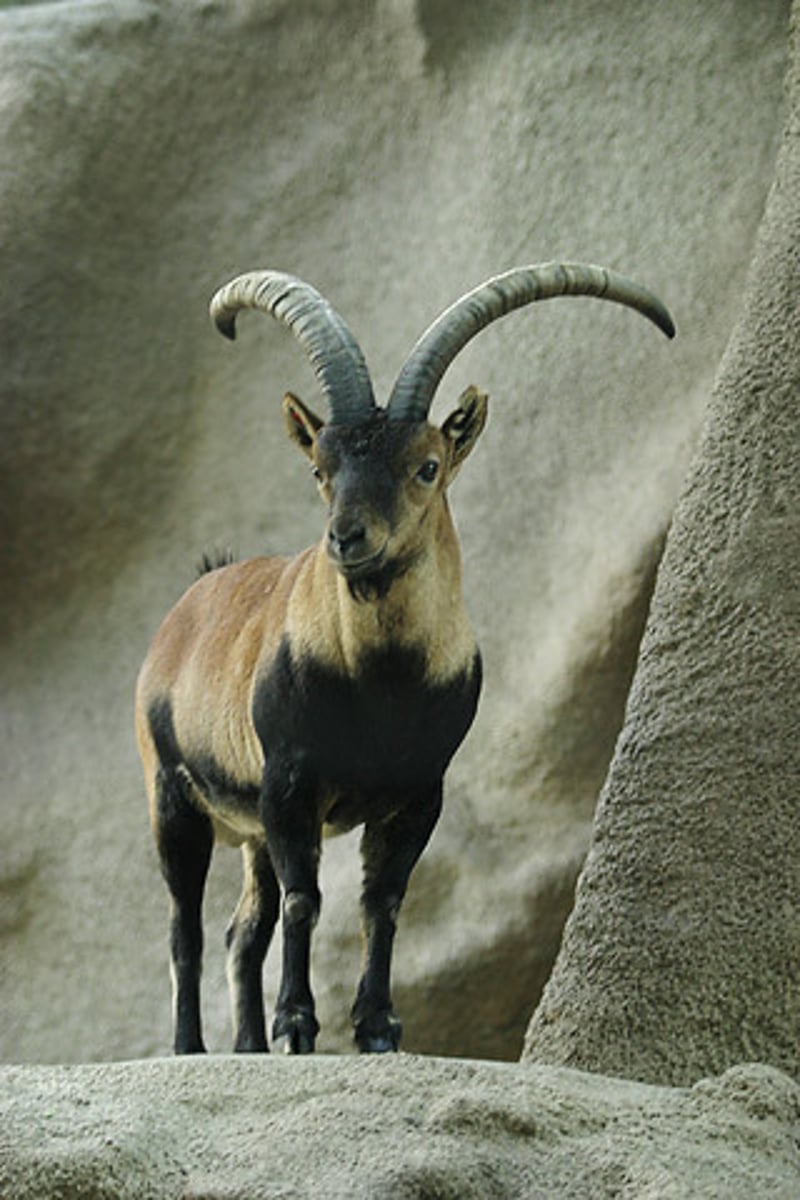 <p>A wild goat with large curved horns, found in mountainous areas. (sơn dương)</p>